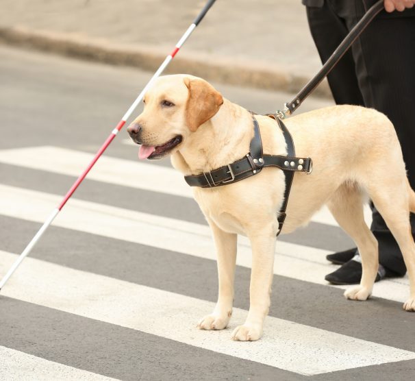 Guide dog helping blind man on pedestrian crossing