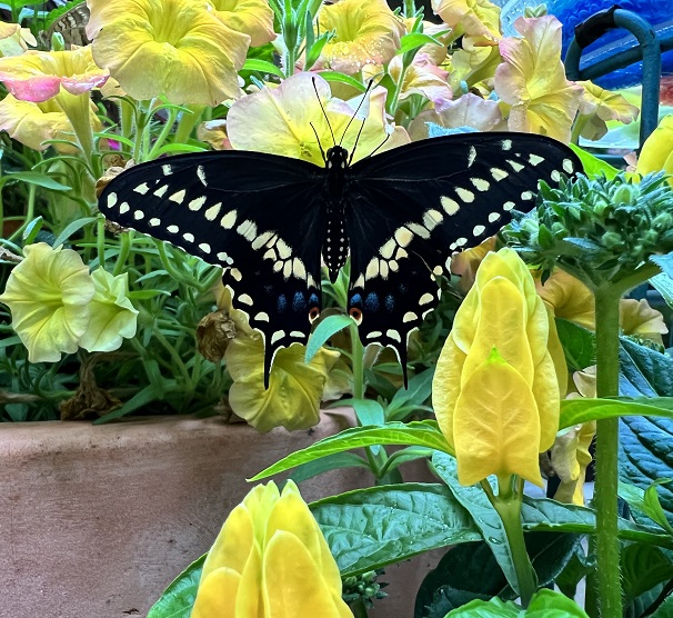 Olbrich Botanical Gardens Butterfly image