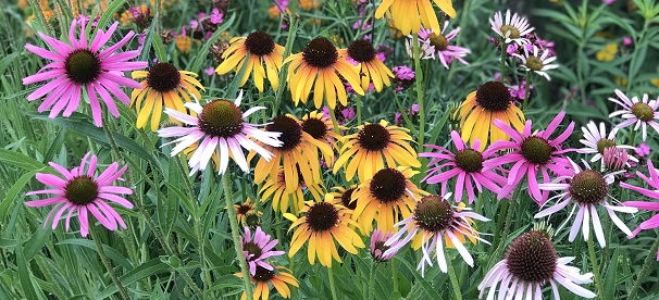 Olbrich Botanical Gardens flowers image